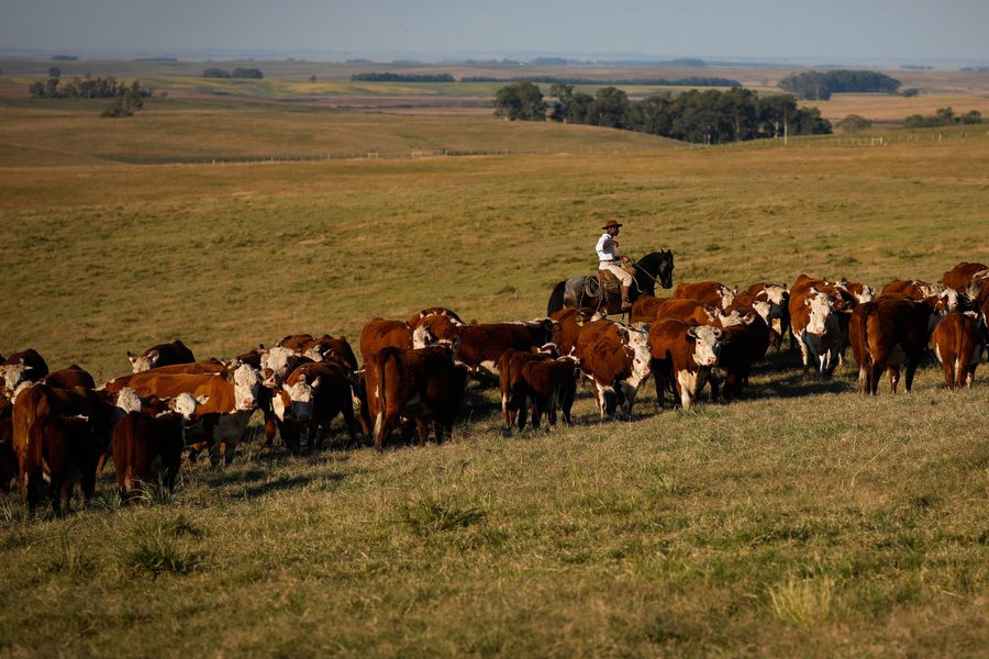 Febre aftosa: campanha de vacinação termina sábado - News Rondônia