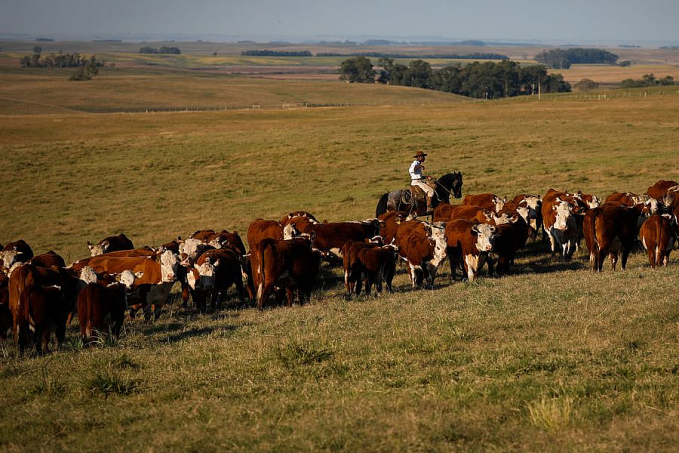 Febre aftosa: campanha de vacinação termina sábado - News Rondônia