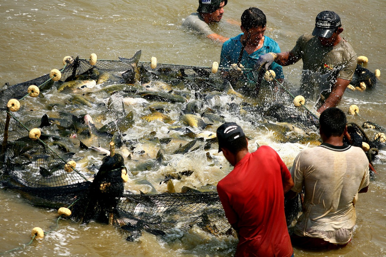 Peixe de cativeiro produzido em Rondônia é a melhor opção de consumo - News Rondônia
