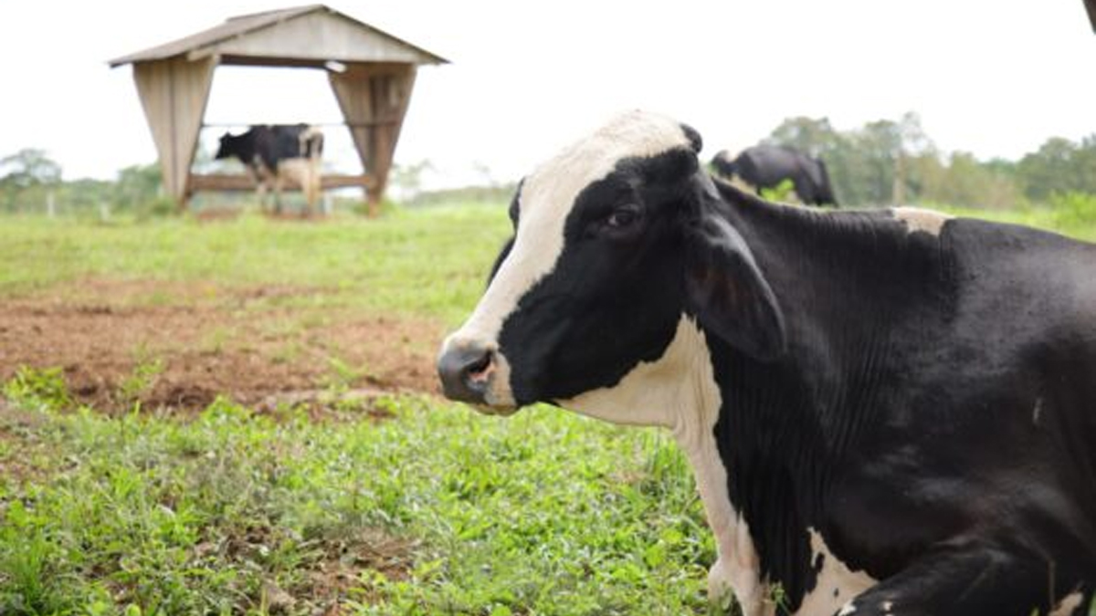 Convênio firmado entre Governo do Estado e Embrapa executa projeto para melhorar a cadeia produtiva do leite em Rondônia