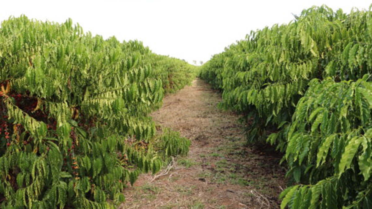 “Matas de Rondônia” recebe selo de indicação geográfica que garante qualidade do café