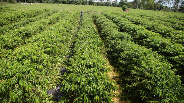 Programa Plante Mais fortalece agricultura familiar com distribuição de mudas e sementes aos produtores rurais