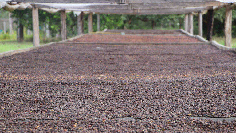 “Matas de Rondônia” recebe selo de indicação geográfica que garante qualidade do café