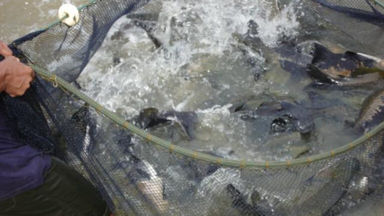 Programa Peixe Saudável aplica boas práticas de manejo para avançar no desenvolvimento da piscicultura