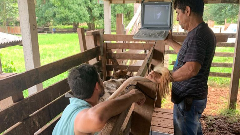 Consultoria fortalece cadeia produtiva do leite em mais de 2 mil pequenas propriedades rondonienses - News Rondônia