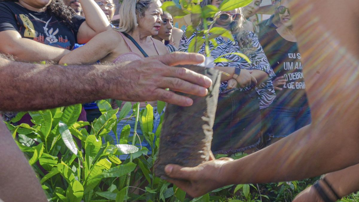 Sema realiza a distribuição de mudas nesta sexta-feira (2) - News Rondônia