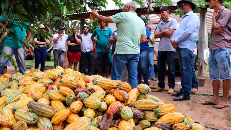 Agricultores de Urupá valorizam produção sustentável em dia especial do cacau - News Rondônia