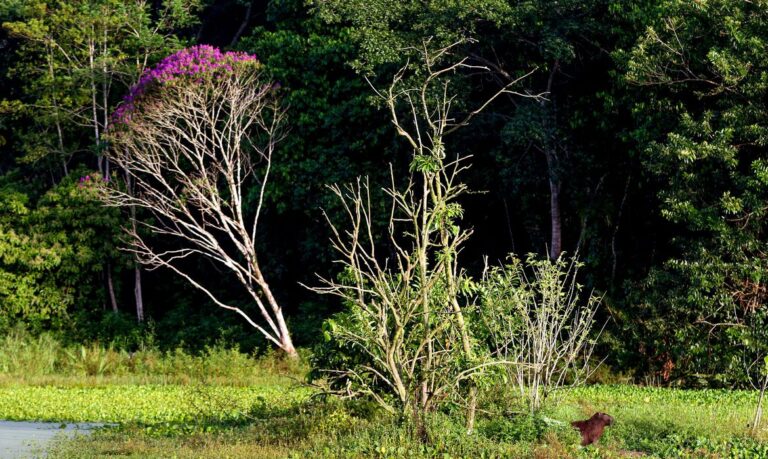https://agenciabrasil.ebc.com.br/geral/noticia/2023-06/brasil-estoca-no-solo-o-equivalente-70-anos-de-emissoes-de-co2