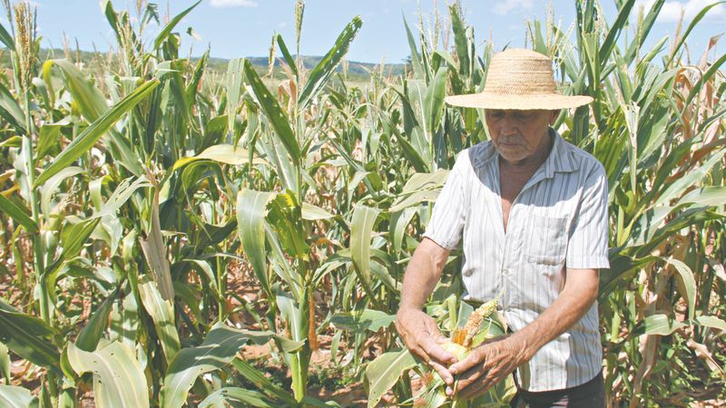 Chuvas na região Nordeste beneficiaram lavouras de feijão e milho terceira safra
