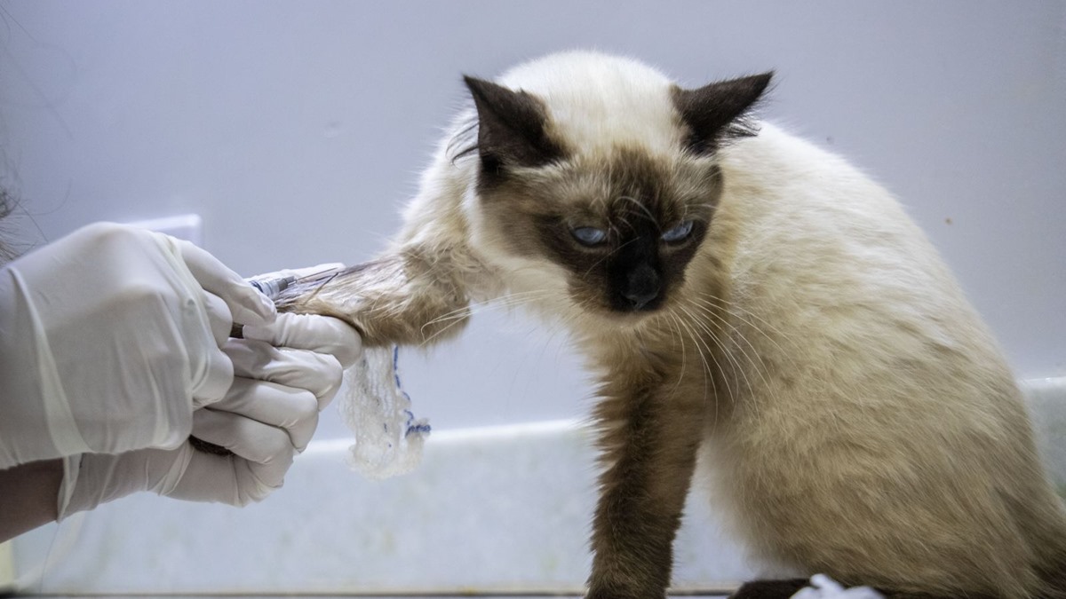Prefeitura oferece castração gratuita para animais domésticos