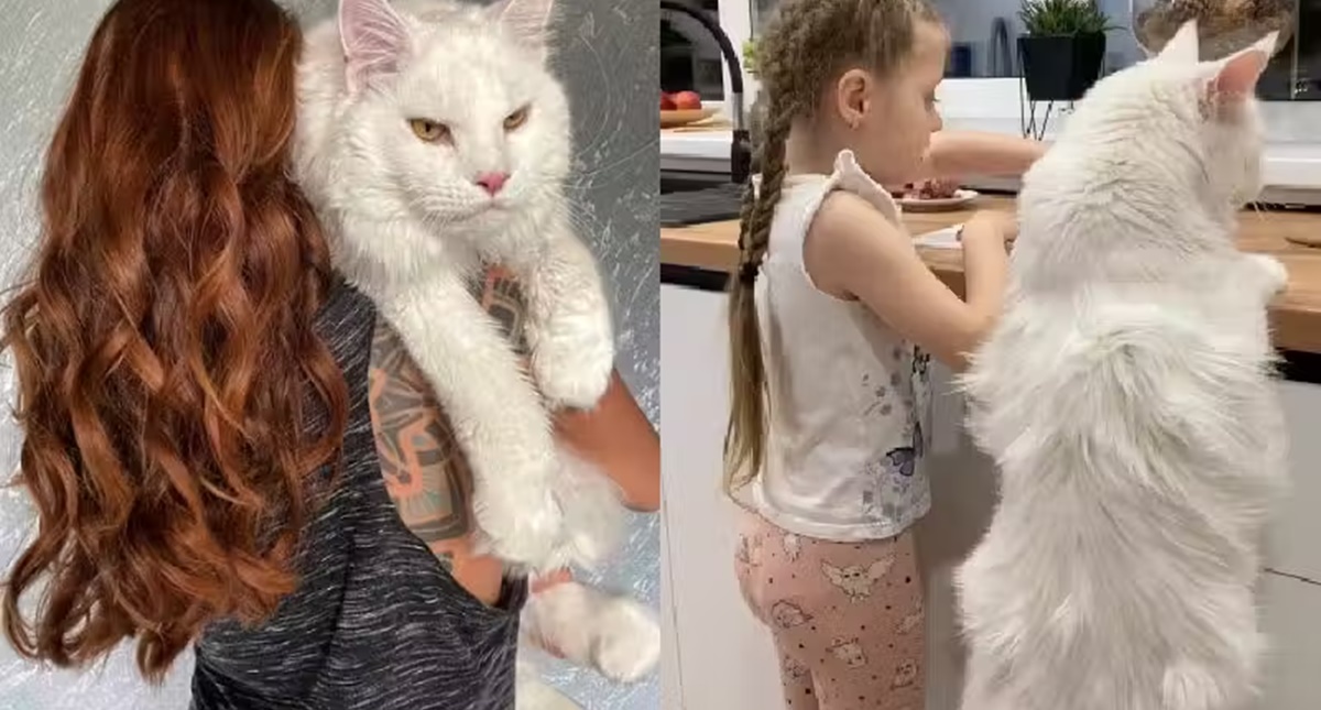 Super gato, do tamanho de criança de 2 anos, impressiona internautas; vídeo