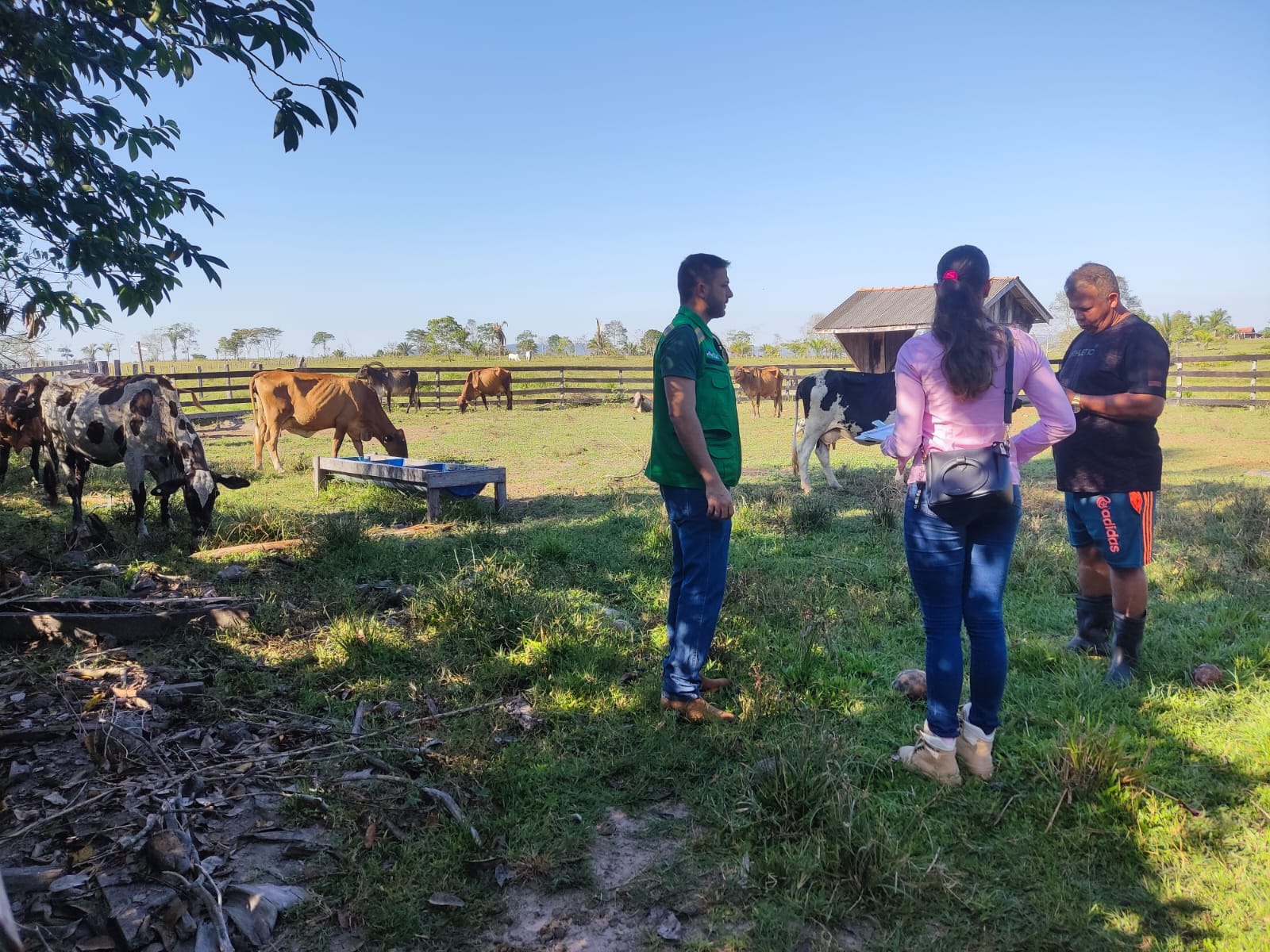 Prefeitura de Jaru divulga lista de produtores credenciados para o programa de inseminação em bovinos e inicia vistoria técnica em propriedades
