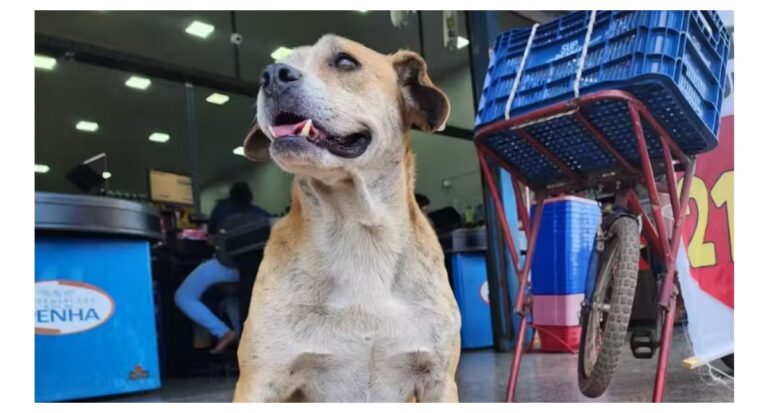 Cachorrinho caramelo é eleito “funcionário do ano” e ganha crachá no trabalho
