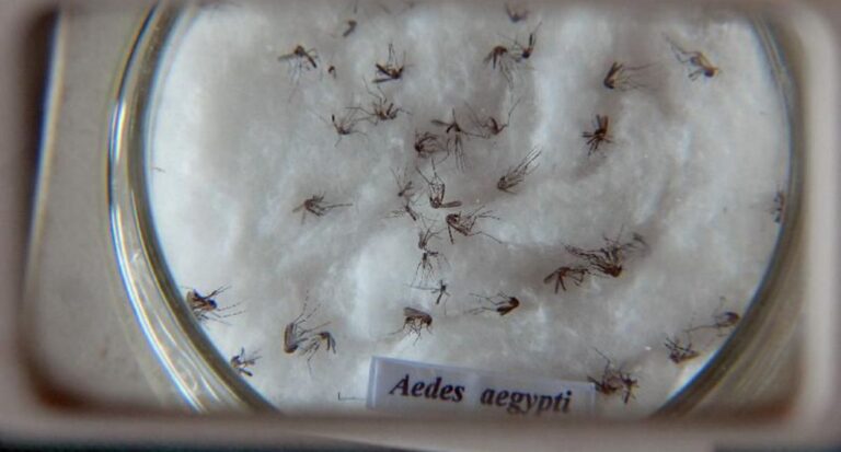 Nova vacina contra a dengue chega ao Brasil na próxima semana