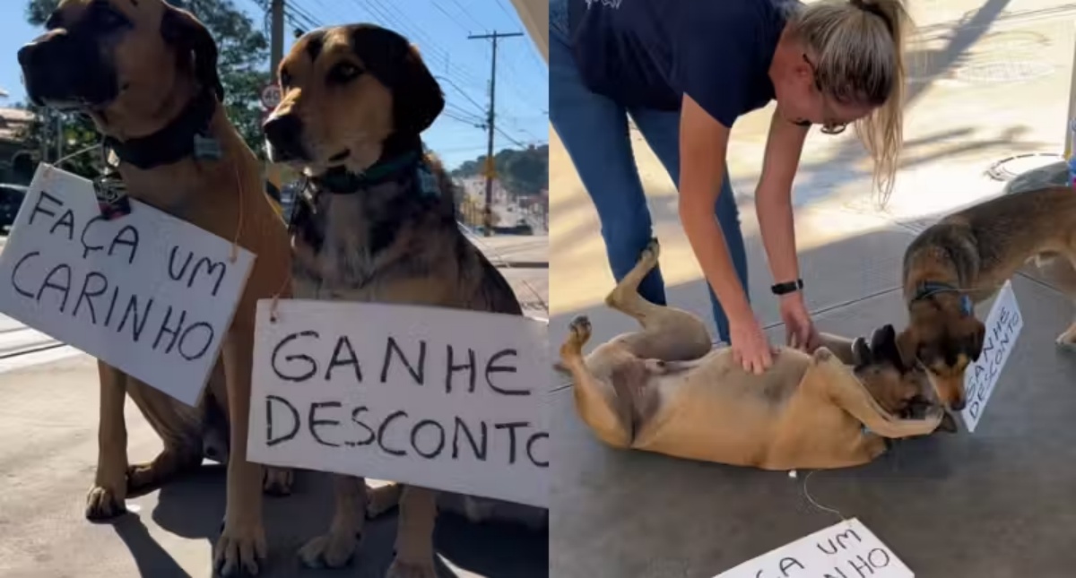 Cachorrinhos “frentistas” de posto trocam carinho por desconto em SP