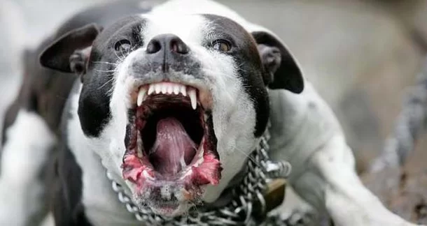 Cachorro PitBull ataca moradores no bairro Planalto - News Rondônia