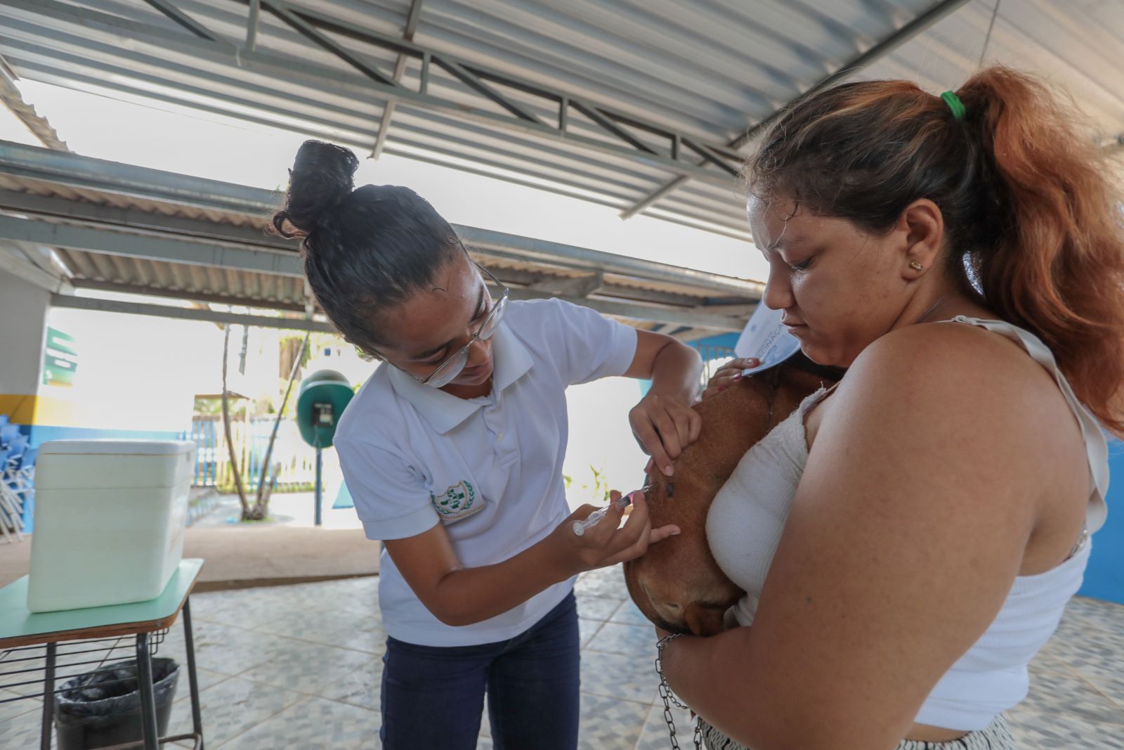 Saúde leva vacinação antirrábica para comunidade Colônia Viçosa - News Rondônia
