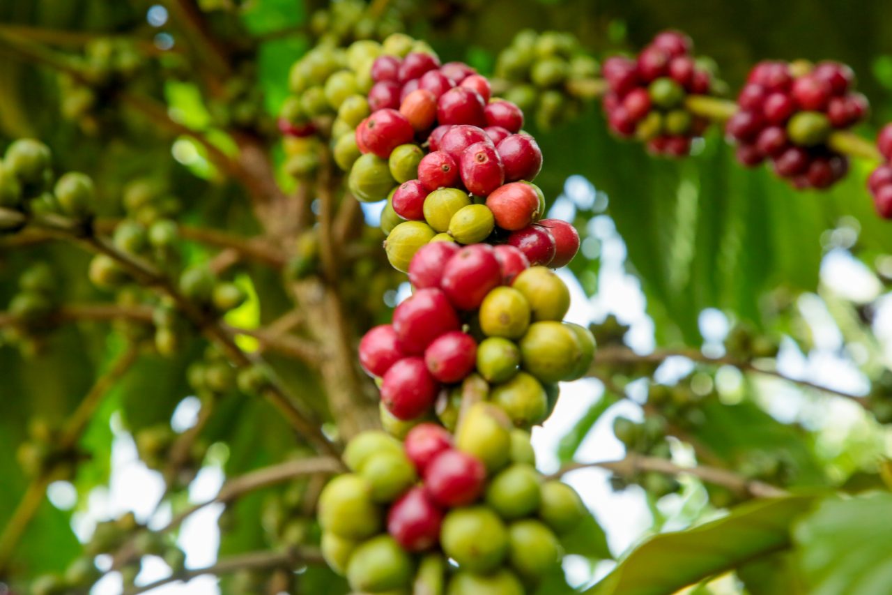 CONCAFÉ: Inscrições abertas para 8° Concurso de Qualidade e Sustentabilidade do Café de Rondônia - News Rondônia