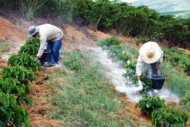 Indicação da Deputada Lebrinha garante mudas de Café Clonal e Calcário em todos os municípios