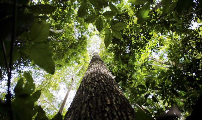 Governo estuda ampliar faixa de fronteira da Amazônia Legal