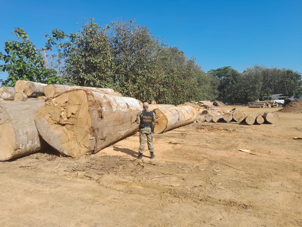 Uru Praesidium Iii Pf Deflagra Operação Para Fiscalizar Comércio Ilegal De Madeira Em Rondônia 0694