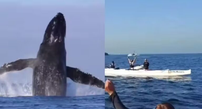 Baleia imensa surge na praia e encanta canoístas no Rio