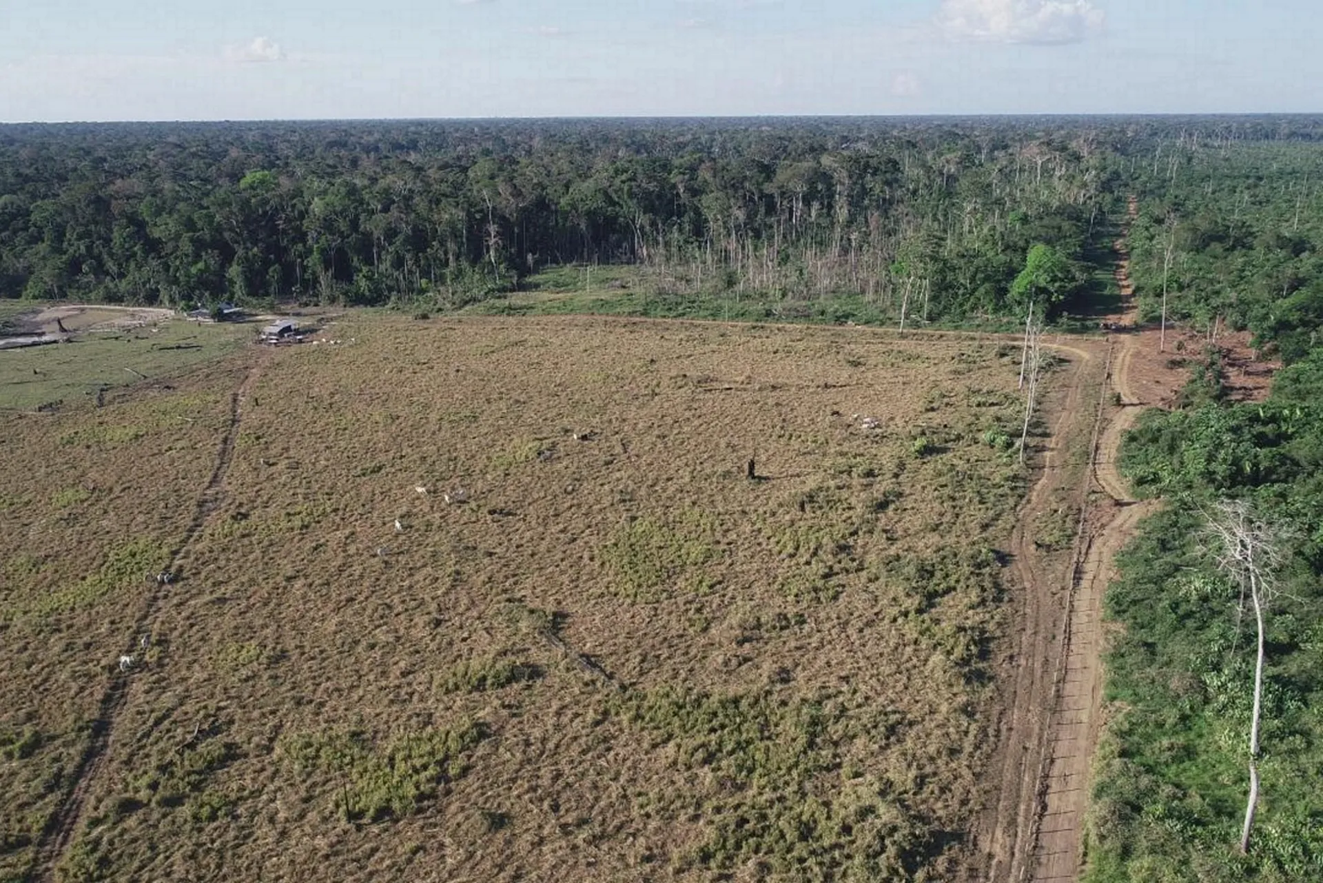 Desmatamento: crime ambiental avança sobre a região compreendia como AMACRO - News Rondônia