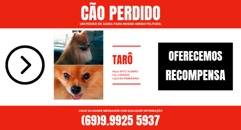 TARÔ: cão continua desaparecido - News Rondônia