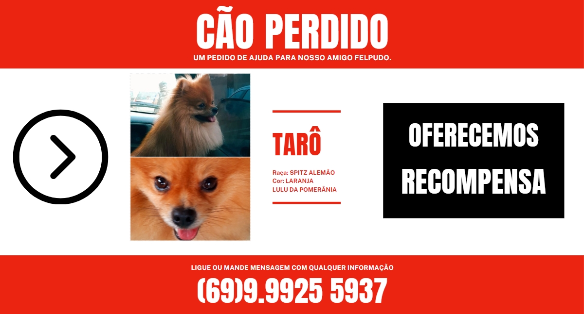 Procura-se 'Tarô': Família busca por cão da raça Spitz Alemão desaparecido em Porto Velho - News Rondônia