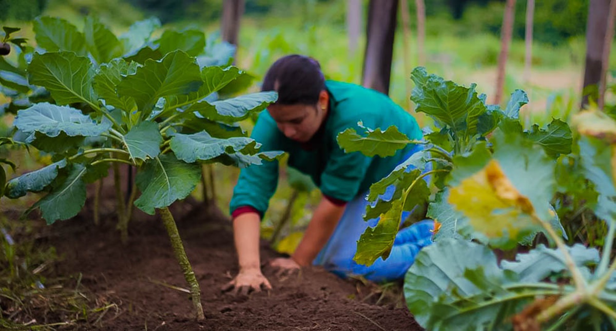 Cláudia de Jesus destaca compromisso do governo federal com o setor agropecuário ao anunciar Plano Safra