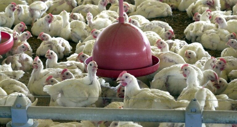 Missão tentará reverter suspensão da compra de aves de SC pelo Japão