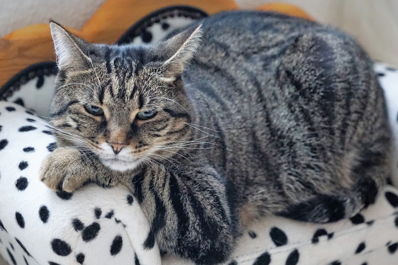 Tutor deve ficar atento com os comportamentos de gatos e cachorros - News Rondônia Tutor deve ficar atento com os comportamentos de gatos e cachorros - News Rondônia