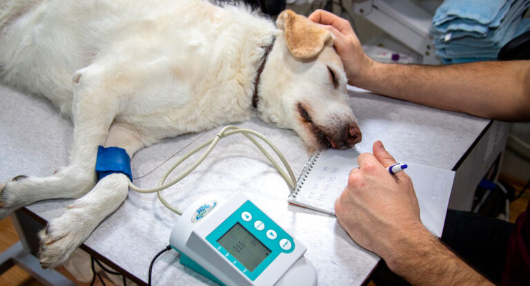 Centro veterinário com nível hospitalar entrega excelência no atendimento aos pets - News Rondônia