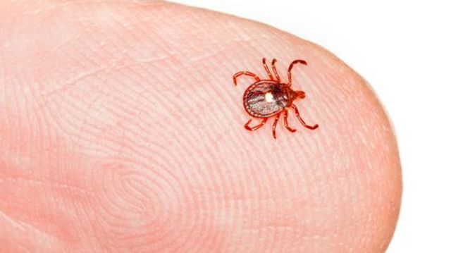 Doenças do carrapato: veja as mais comuns e saiba como evitar o parasita