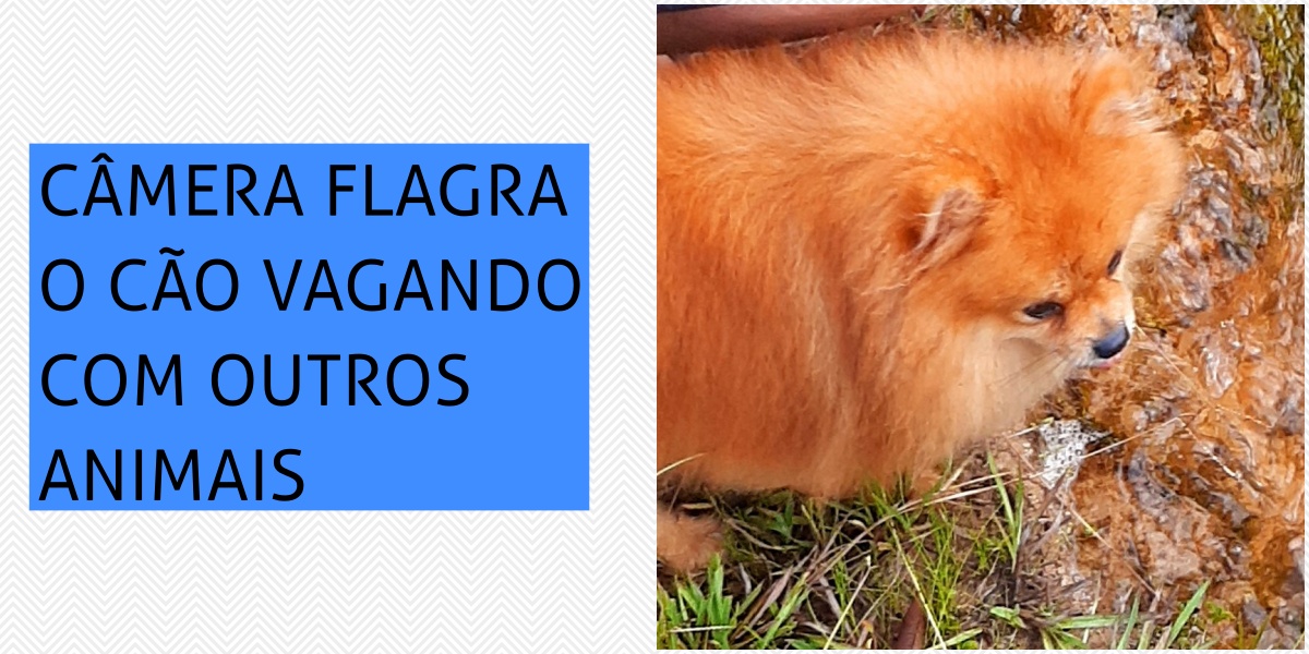 Busca pelo ‘cão Tarô’ virou uma espécie de mutirão on-line - News Rondônia