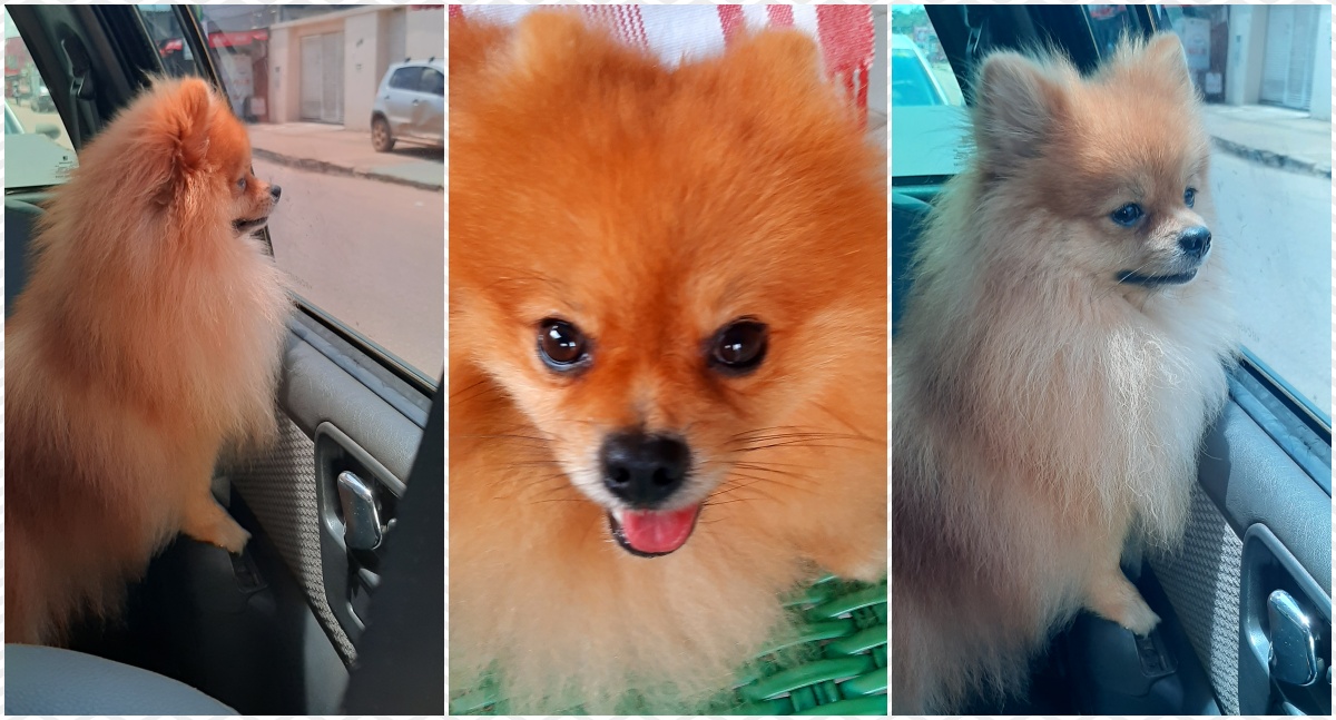Procura-se 'Tarô': Família busca por cão da raça Spitz Alemão desaparecido em Porto Velho - News Rondônia