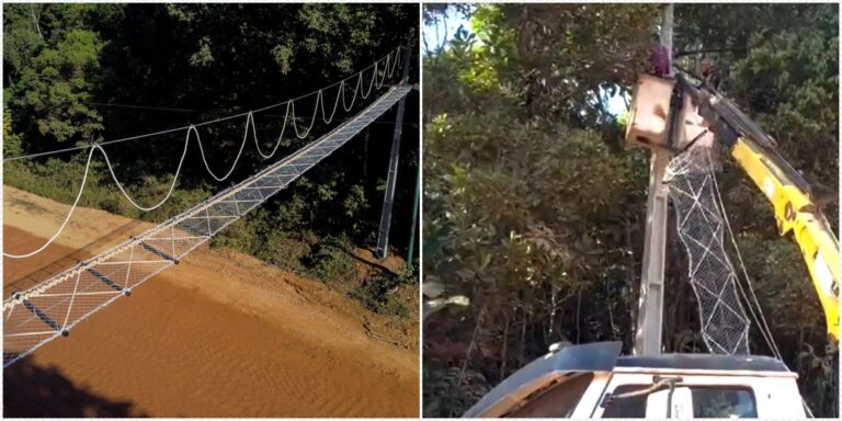 BR-319: trecho ganha passagem suspensa para animais silvestres - News Rondônia