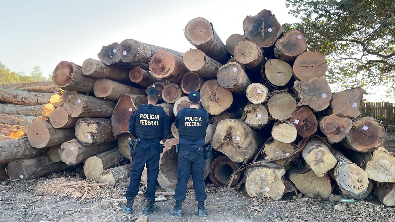 Polícia Federal realiza operação para combater falsificação de documentos ambientais em sistemas oficiais do governo - News Rondônia
