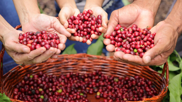 Produtores rondonienses de Café Robustas Amazônicos apresentam produtos a compradores de 11 países - News Rondônia