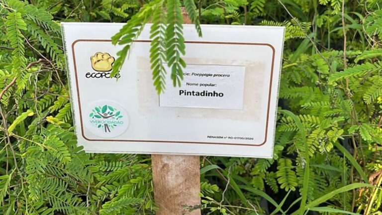Prefeitura e Ecoporé iniciam planejamento do Mega Plantio Florestal em Porto Velho - News Rondônia