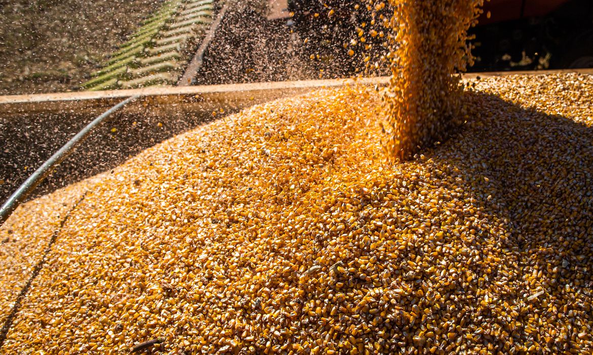Produção de grãos é estimada em 320,1 milhões de toneladas com ganhos de área e produtividade