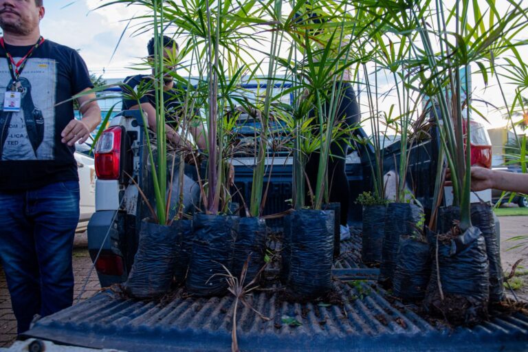 Prefeitura vai plantar 25 mil árvores de diferentes espécies até o final do ano - News Rondônia