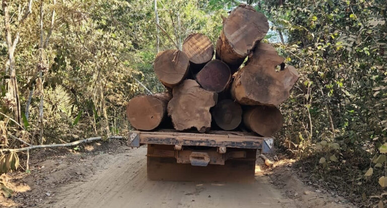 Polícia Federal realiza operação em combate à extração ilegal de madeira em terra indígena de RO