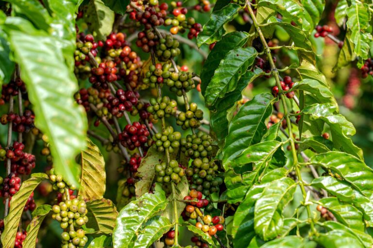 Prefeitura de Porto Velho fortalece cafeicultura, com distribuição de mudas e suporte aos produtores - News Rondônia