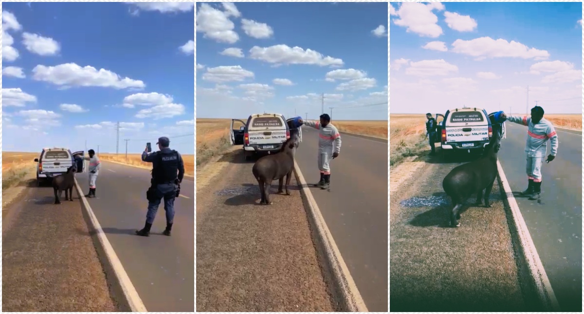 BR-364: calor e sede levam uma anta a se aproximar de pessoas em busca de água - News Rondônia