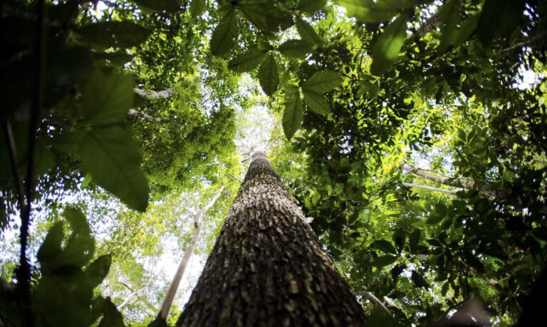 Final de competição sobre mapeamento de biodiversidade será no Brasil
