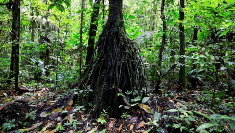 Equador proíbe exploração de petróleo em parte da Amazônia