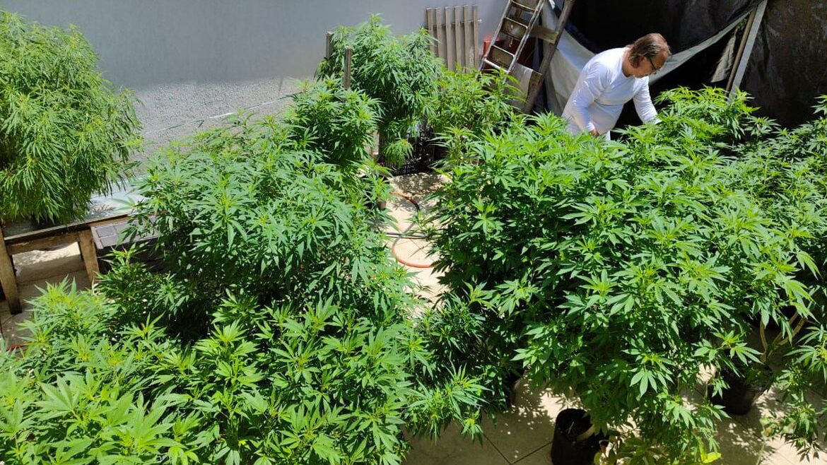 Especialistas discutem formas de melhorar acesso à cannabis medicinal