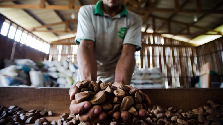 Extrativistas querem que produtos tenham chancela de povo amazônico