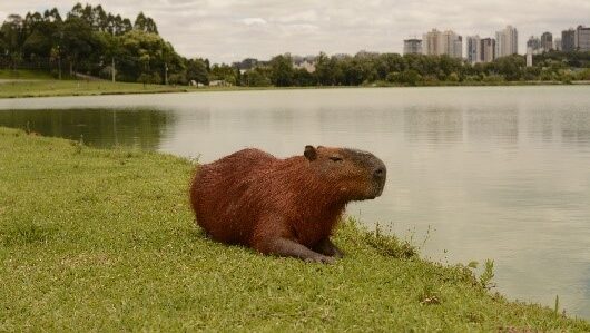 Febre maculosa avança e capivaras não são vilãs, mas segregá-las ajuda a reduzir o problema